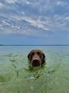 Ken Roberts' beloved chocolate Labrador retriever, Sadie, swimming joyfully in the stunning turquoise and clear waters of Torch Lake in Northern Michigan. The dog’s head is above the calm lake surface under a partly cloudy blue sky, with the distant shoreline and horizon visible in the background.